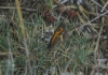 Pyronia bathseba Pyronia bathseba
