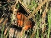 Pyronia bathseba Pyronia bathseba