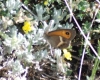 Pyronia bathseba Pyronia bathseba