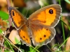 Pyronia bathseba Pyronia bathseba