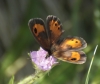 Pyronia bathseba Pyronia bathseba