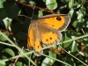 Pyronia bathseba Pyronia bathseba