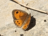 Pyronia bathseba Pyronia bathseba