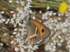 Pyronia bathseba Pyronia bathseba