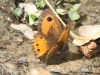 Pyronia bathseba Pyronia bathseba