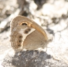 Pyronia bathseba Pyronia bathseba