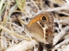 Pyronia bathseba Pyronia bathseba
