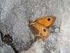 Pyronia bathseba Pyronia bathseba