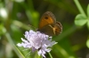 Pyronia bathseba Pyronia bathseba