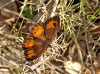 Pyronia bathseba Pyronia bathseba