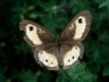 Pyronia bathseba Pyronia bathseba