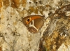 Pyronia bathseba Pyronia bathseba