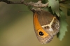 Pyronia bathseba Pyronia bathseba