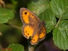 Pyronia bathseba Pyronia bathseba