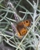 Pyronia bathseba Pyronia bathseba