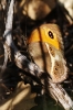 Pyronia bathseba Pyronia bathseba