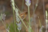 Pyronia bathseba Pyronia bathseba