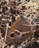 Pyronia bathseba Pyronia bathseba