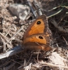 Pyronia bathseba Pyronia bathseba