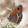 Pyronia bathseba Pyronia bathseba