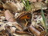 Pyronia bathseba Pyronia bathseba