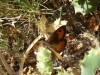 Pyronia bathseba Pyronia bathseba