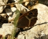 Pyronia bathseba Pyronia bathseba