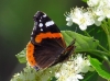 Vanessa atalanta Vanessa atalanta