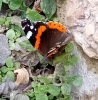 Vanessa atalanta Vanessa atalanta