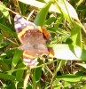 Vanessa atalanta Vanessa atalanta