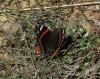 Vanessa atalanta Vanessa atalanta