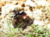 Vanessa atalanta Vanessa atalanta