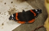 Vanessa atalanta Vanessa atalanta