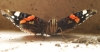 Vanessa atalanta Vanessa atalanta