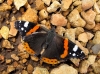 Vanessa atalanta Vanessa atalanta