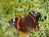 Vanessa atalanta Vanessa atalanta