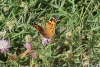 Vanessa cardui Vanessa cardui