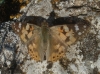 Vanessa cardui Vanessa cardui