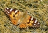 Vanessa cardui Vanessa cardui