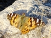 Vanessa cardui Vanessa cardui