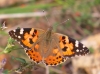 Vanessa cardui Vanessa cardui