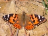 Vanessa cardui Vanessa cardui
