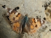 Vanessa cardui Vanessa cardui