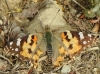 Vanessa cardui Vanessa cardui