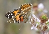Vanessa cardui Vanessa cardui