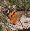 Vanessa cardui Vanessa cardui