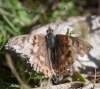 Vanessa cardui Vanessa cardui