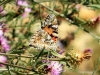 Vanessa cardui Vanessa cardui