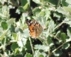 Vanessa cardui Vanessa cardui