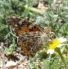 Vanessa cardui Vanessa cardui
